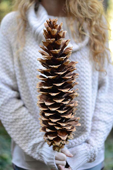 Sugar pine cone