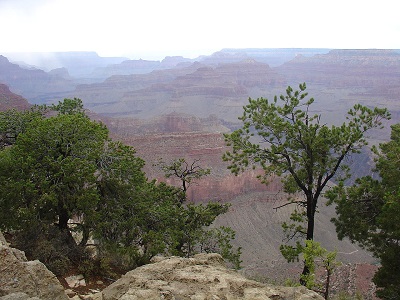 pinus edulis grand canyon