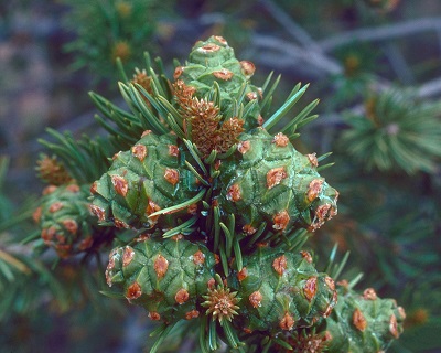 pinus edulis cone