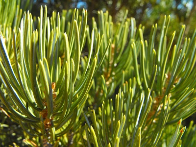 pinus edulis branche