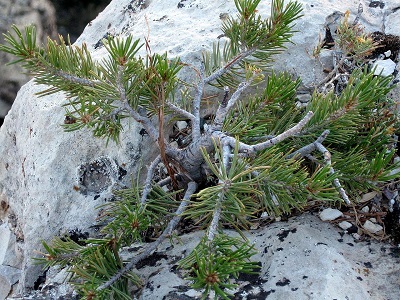 pinus edulis pousse