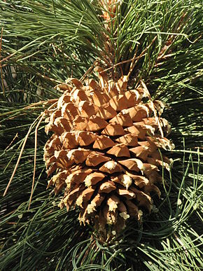 cone